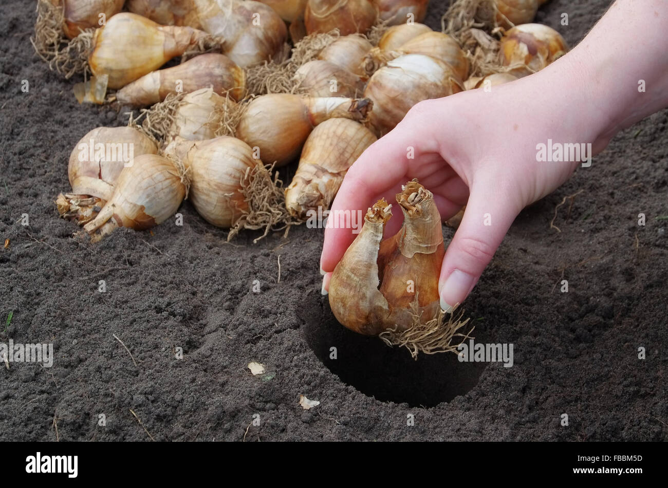 Zwiebel stecken - ampoule 25 plantation Banque D'Images