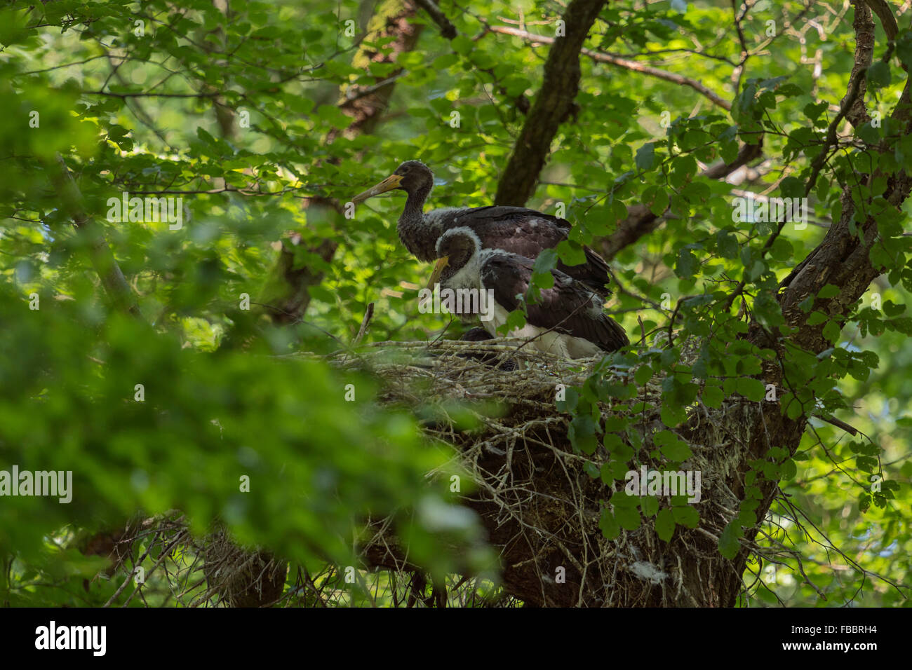 L'Envol de la cigogne noire (Ciconia nigra ) se trouve dans leur nid d'aigle caché /, dans un vieil arbre, dans l'attente de la nourriture. Banque D'Images