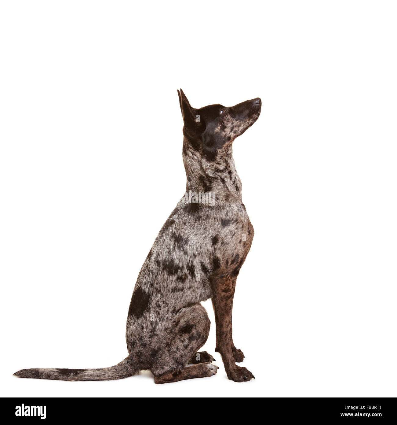 Rocé attentif la commande apprentissage chien assis Banque D'Images