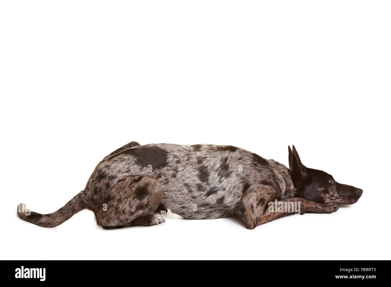 Dog fixant et à la sorte de triste Banque D'Images