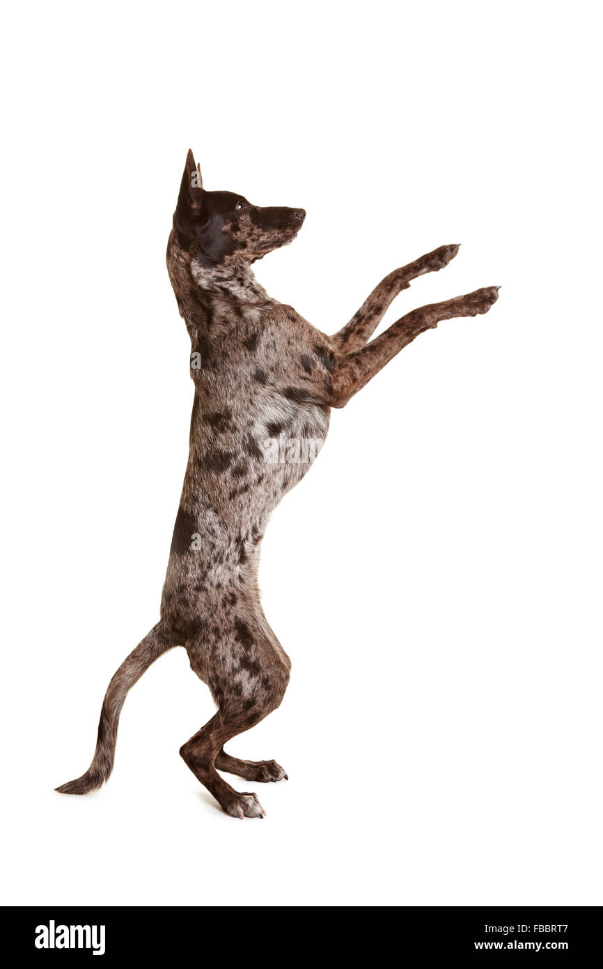 Rocé chien apprendre à s'asseoir et beg Banque D'Images