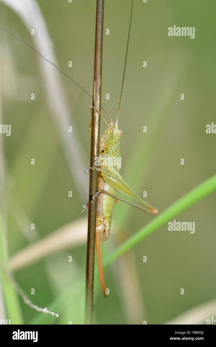 La longue tête conique - Conocephalus discolor Cricket sur tige d'herbe Banque D'Images