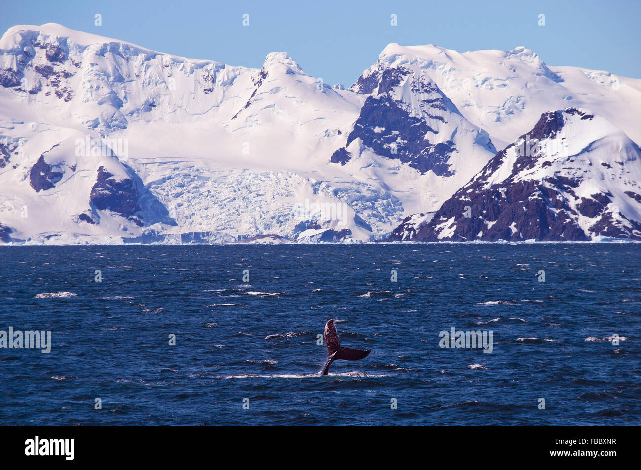 Humpback Whale fluke, Péninsule Antarctique Banque D'Images