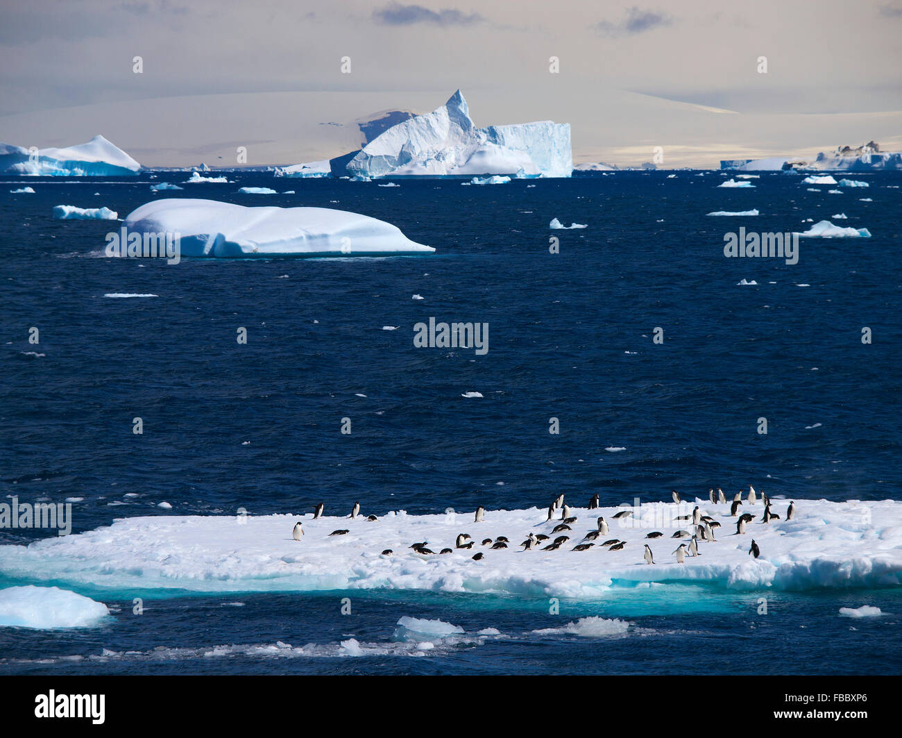 Manchots royaux sur l'iceberg, Péninsule Antarctique Banque D'Images
