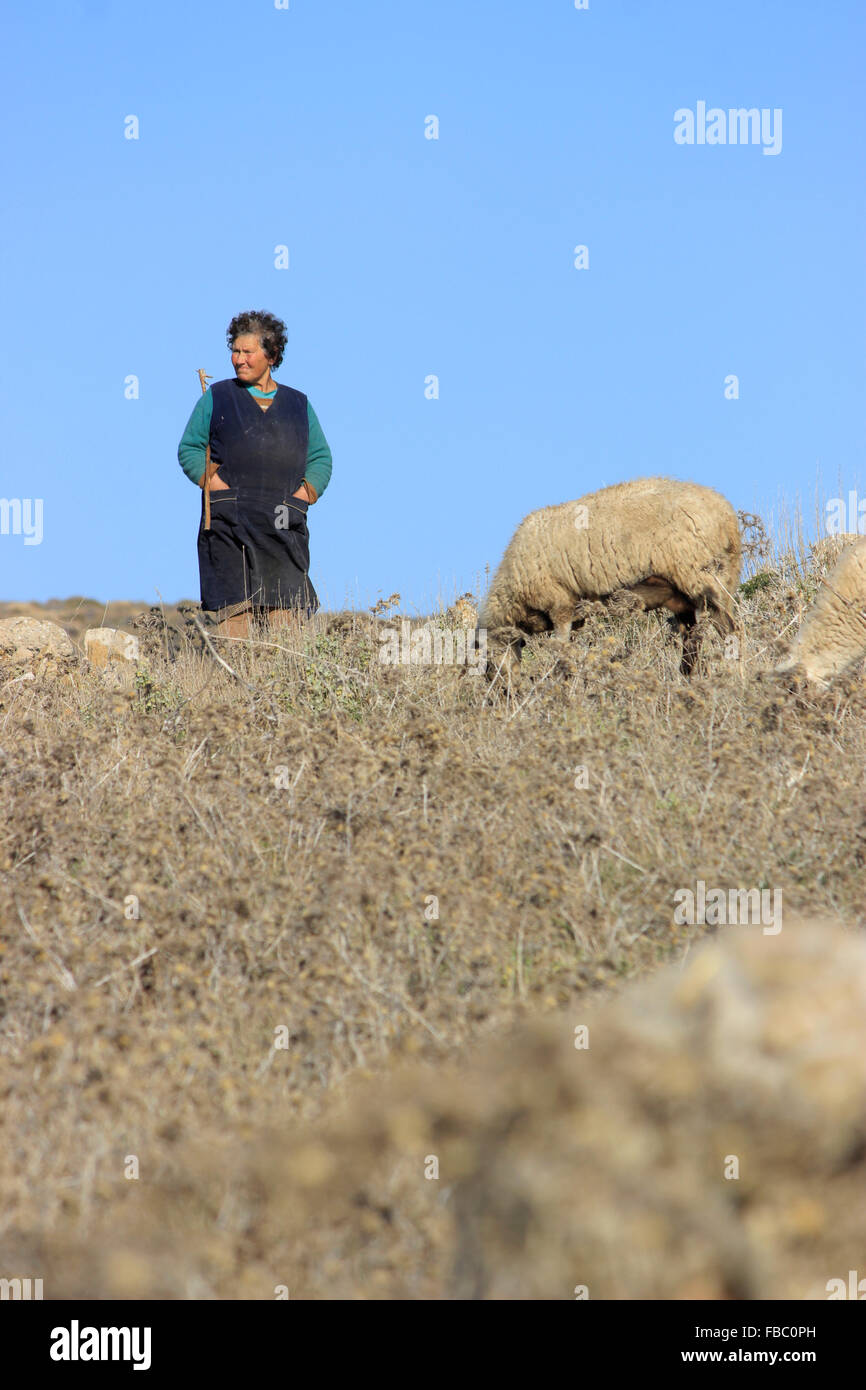 Bergère grecque garde un troupeau de moutons portant un escroc. L'île de Lemnos, Grèce Banque D'Images