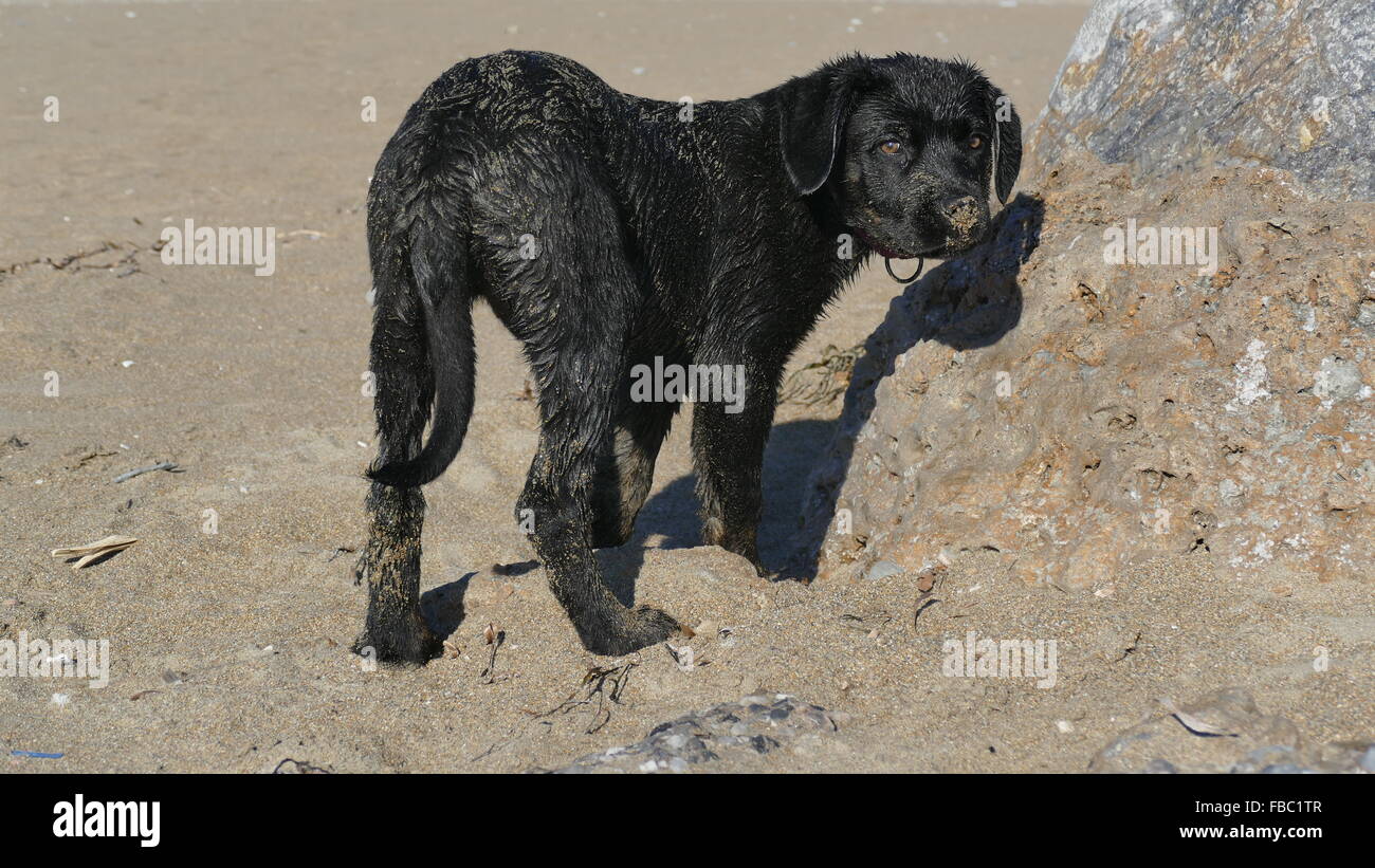 Pyppy labrador cane corso sur la plage pour première fois, Banque D'Images