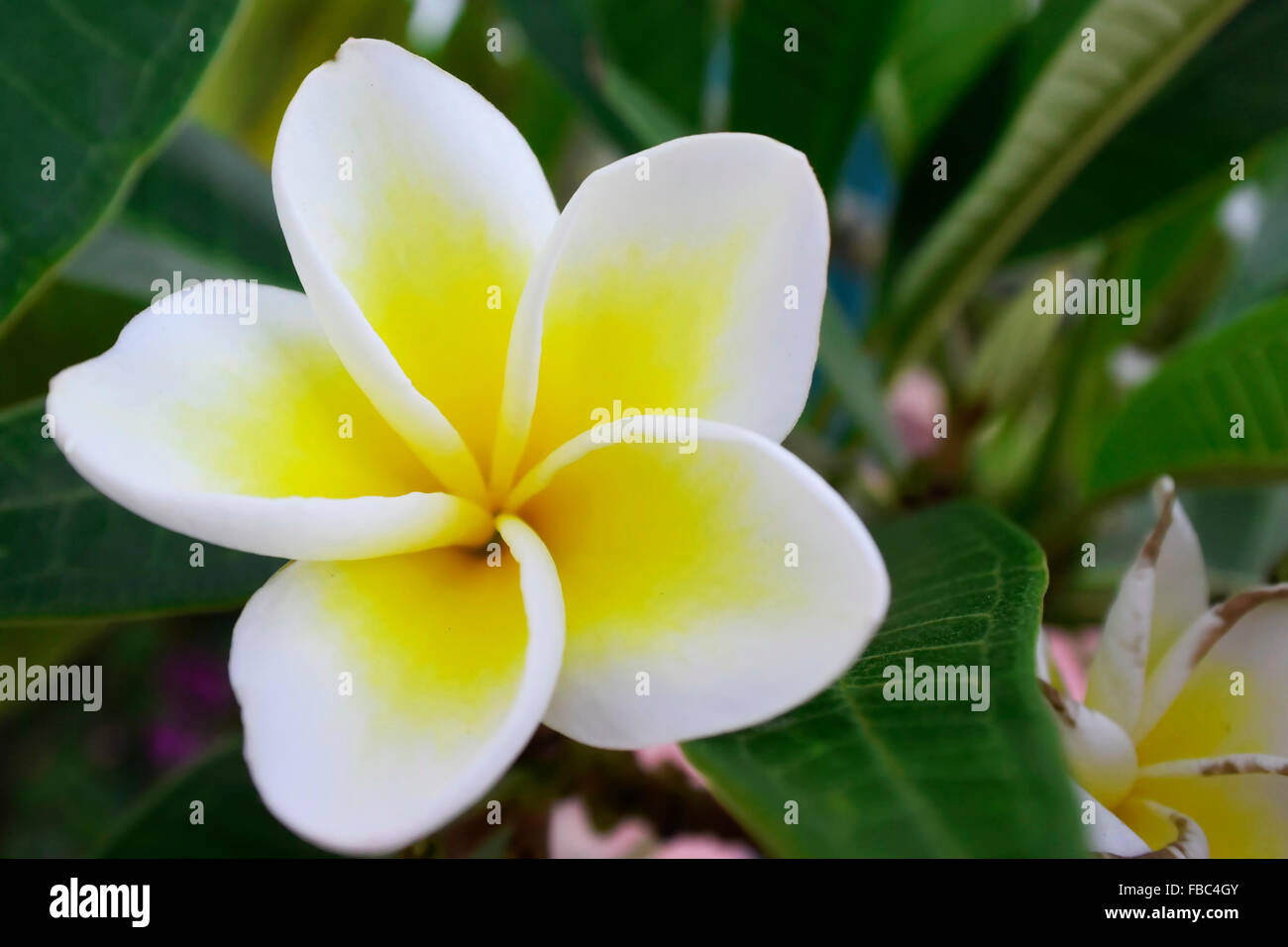 Plumeria frangipani jaune à fleurs blanches Banque D'Images