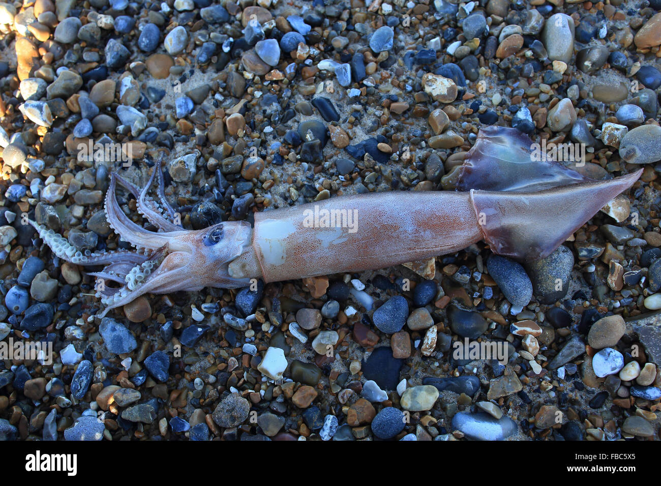 Calmar commun européen (Alloteuthis subulata) Banque D'Images