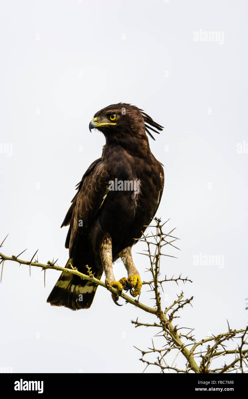Long-crested eagle, Parc national Queen Elizabeth, en Ouganda Banque D'Images