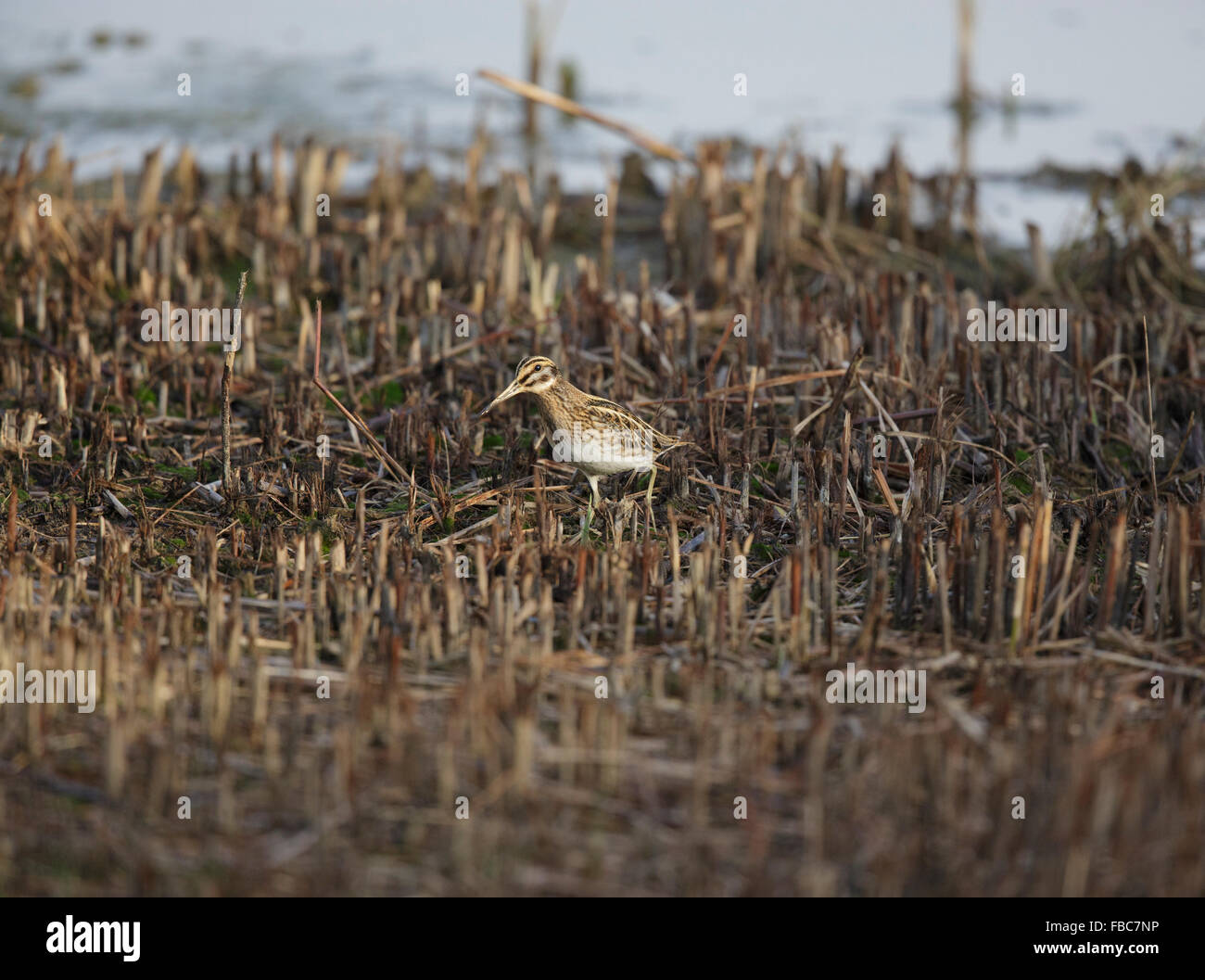 Jack Snipe, Lymnocryptes minimus, d'alimentation, Banque D'Images