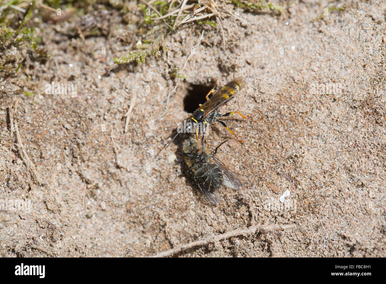 Domaine Digger Wasp ; Mellinus arvensis seul avec Fly, Cornwall, UK Banque D'Images