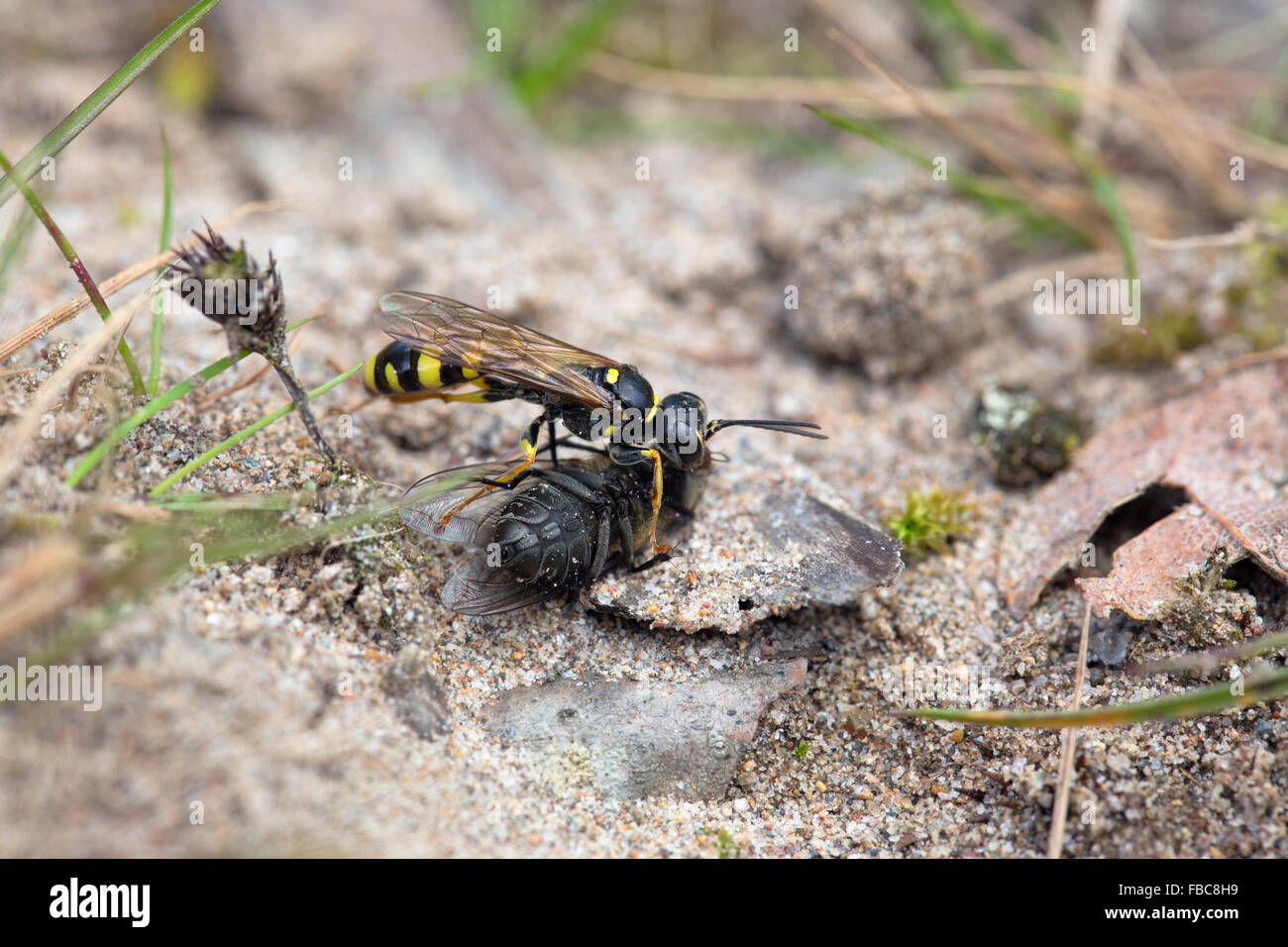 Domaine Digger Wasp ; Mellinus arvensis seul avec Fly, Cornwall, UK Banque D'Images