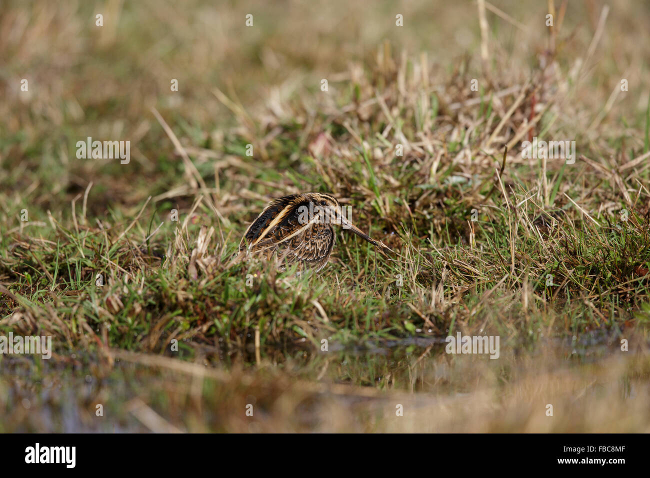 Jack Snipe, Lymnocryptes minimus, d'alimentation, Banque D'Images