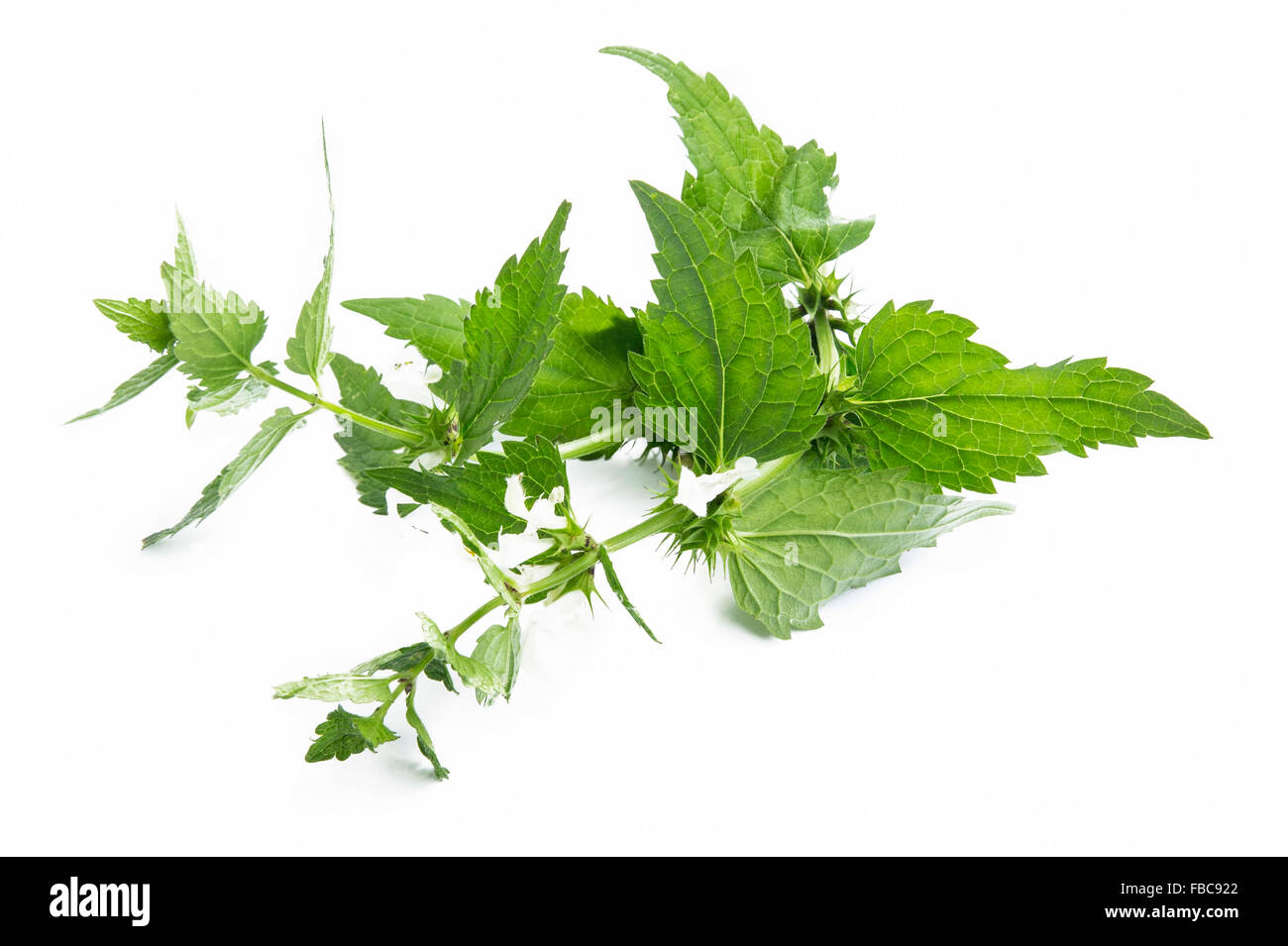 Ortie blanche Lamium album, Medicinal Plant isolated on White Banque D'Images