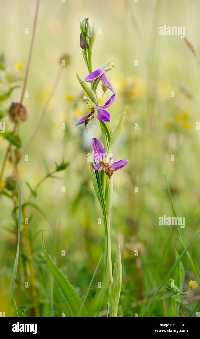 Ophrys apifera var. trollii - Wasp Orchid en fleurs en prairie prairie Banque D'Images