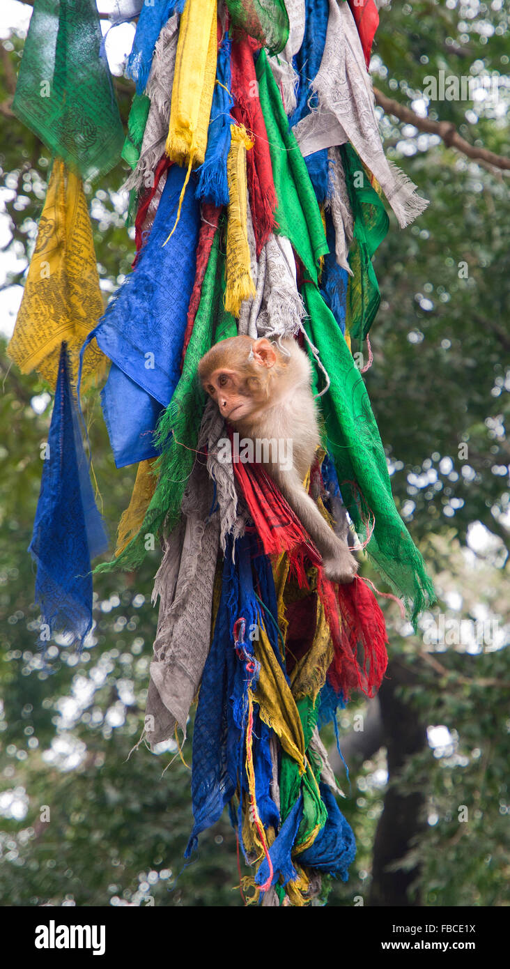 Singe dans les drapeaux de prières, Katmandou Népal Banque D'Images Singe dans les drapeaux de prières, Katmandou Népal Banque D'Images