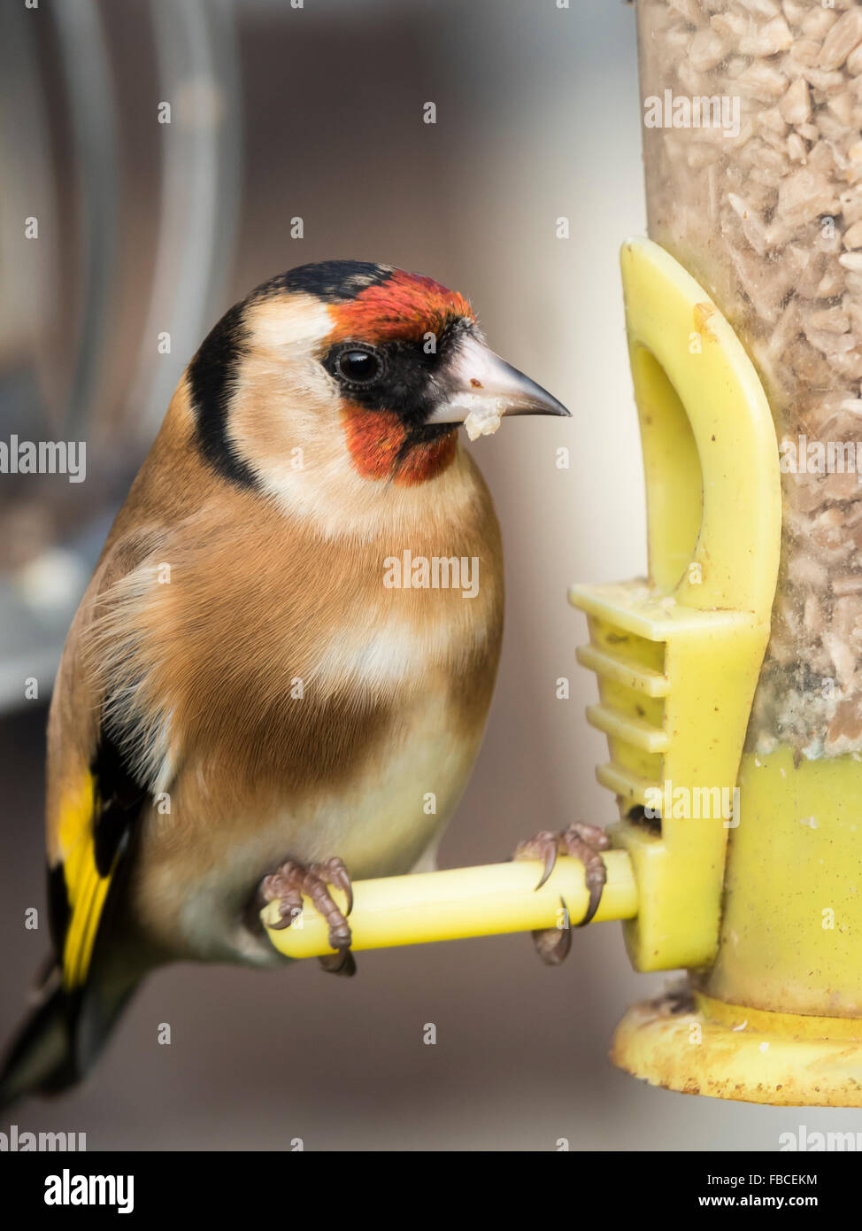 Close up d'un chardonneret perché sur un convoyeur de jardin Banque D'Images