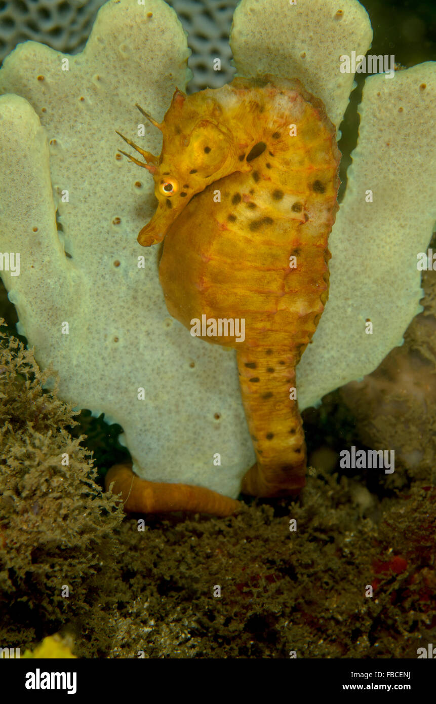 Pot-bellied femelle, hippocampes Hippocampus abdominalis, lors de Kurnell, New South Wales, Australie. Banque D'Images