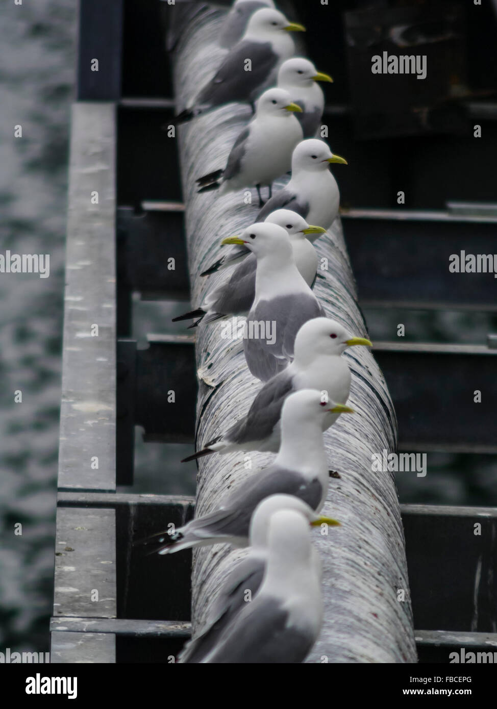 La mouette tridactyle (Rissa tridactyla) goélands alignés. Tous, sauf un, à la recherche dans le même sens. Banque D'Images