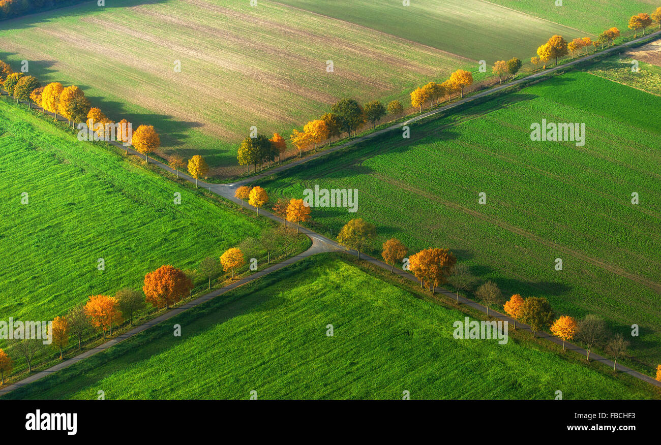 Vue aérienne, avenue bordée d'arbres, des routes de terre, carrefour, double liaison, le renouveau de l'automne, les feuilles d'automne, de l'agriculture, des champs, Banque D'Images