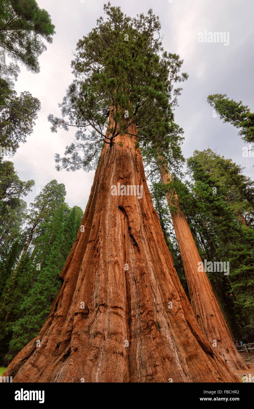 Séquoias Géants à Sequoia National Park, Californie, la Sierra Nevada Banque D'Images