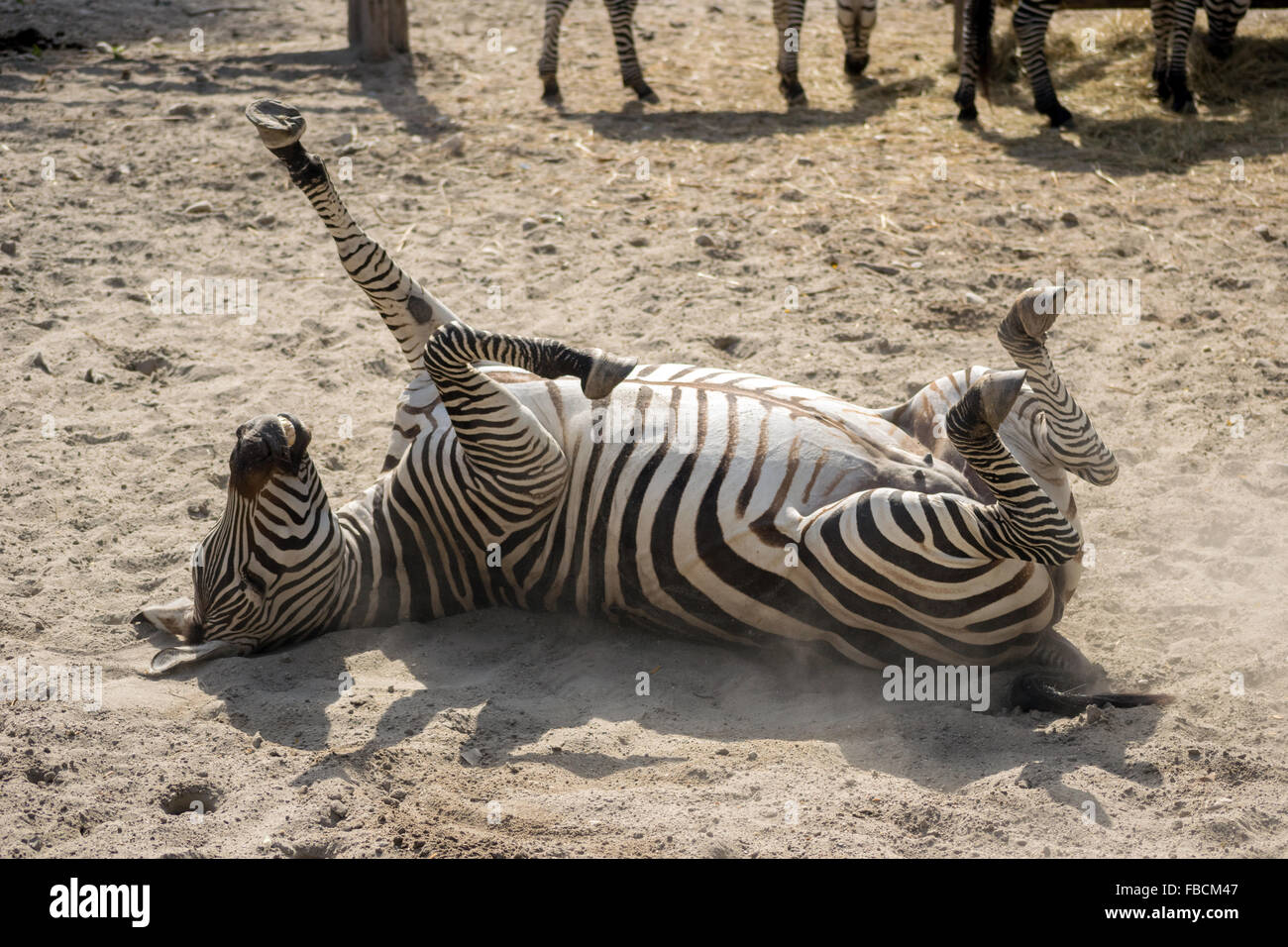 Le zèbre de Grant (Equus quagga boehmi) en prenant une sandbath Banque D'Images