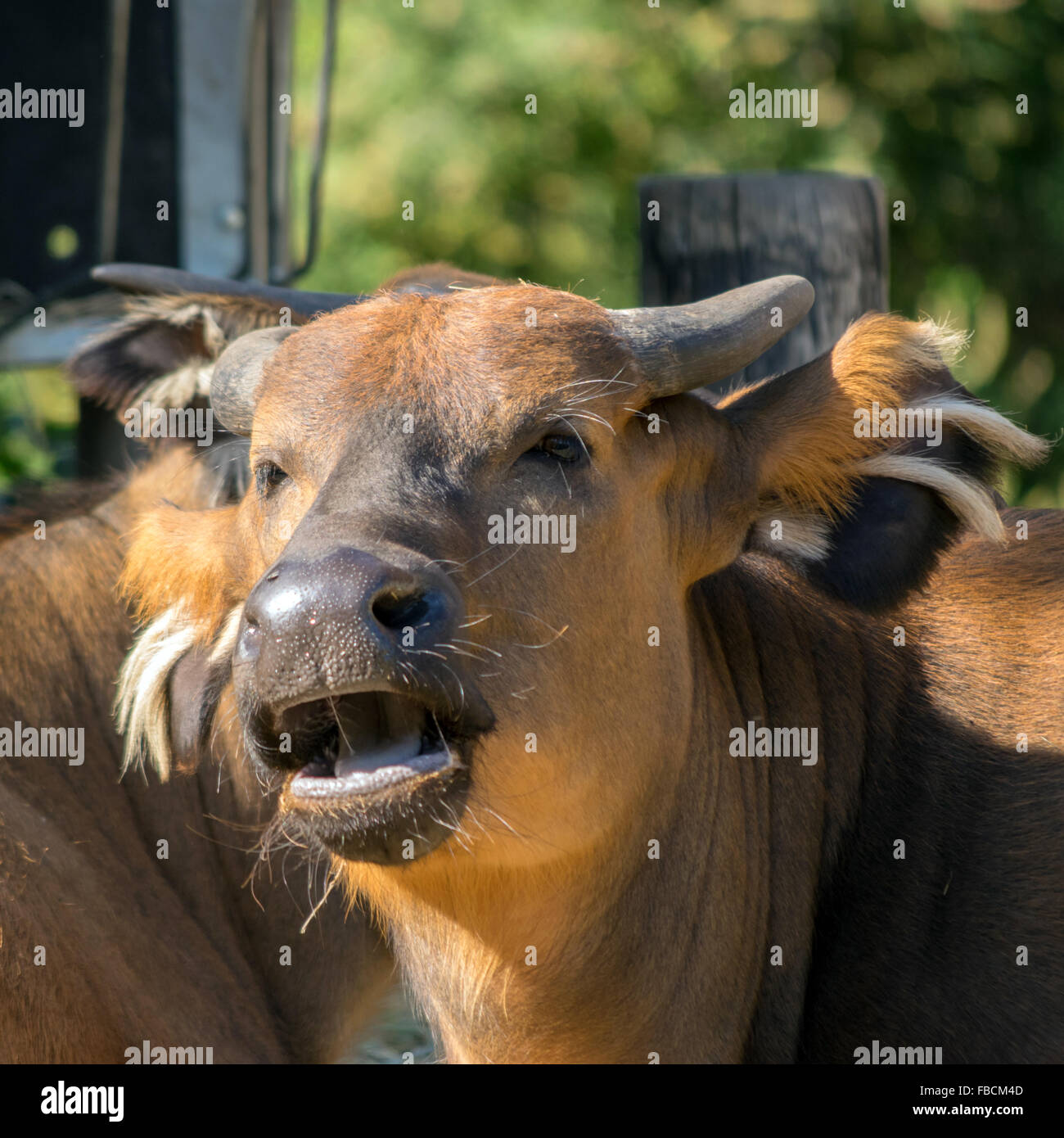 Buffle des forêts d'Afrique (Syncerus caffer nanus), portrait Banque D'Images