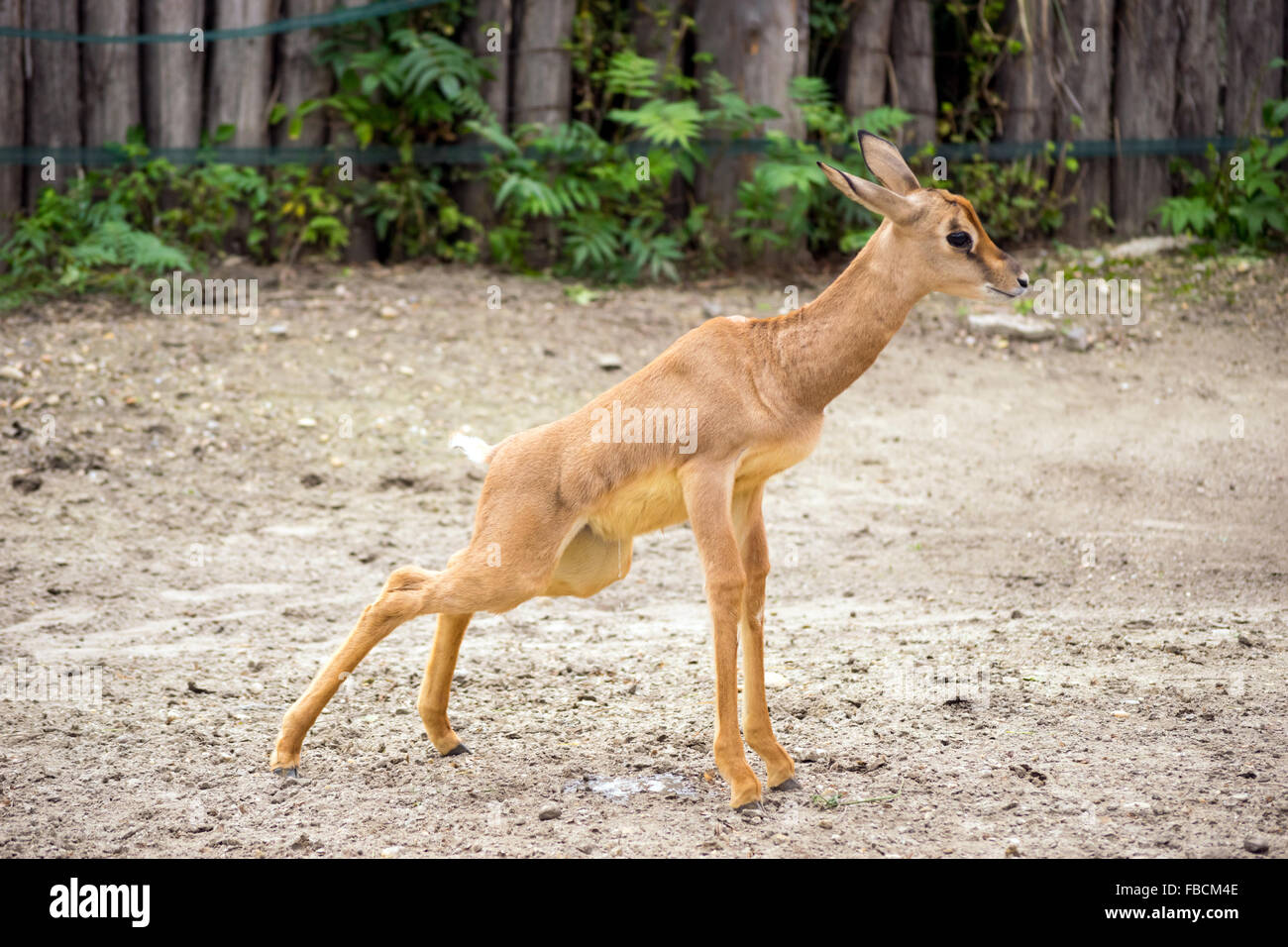 Bébé gazelle dama mhorr Nanger dama (uriner) Banque D'Images