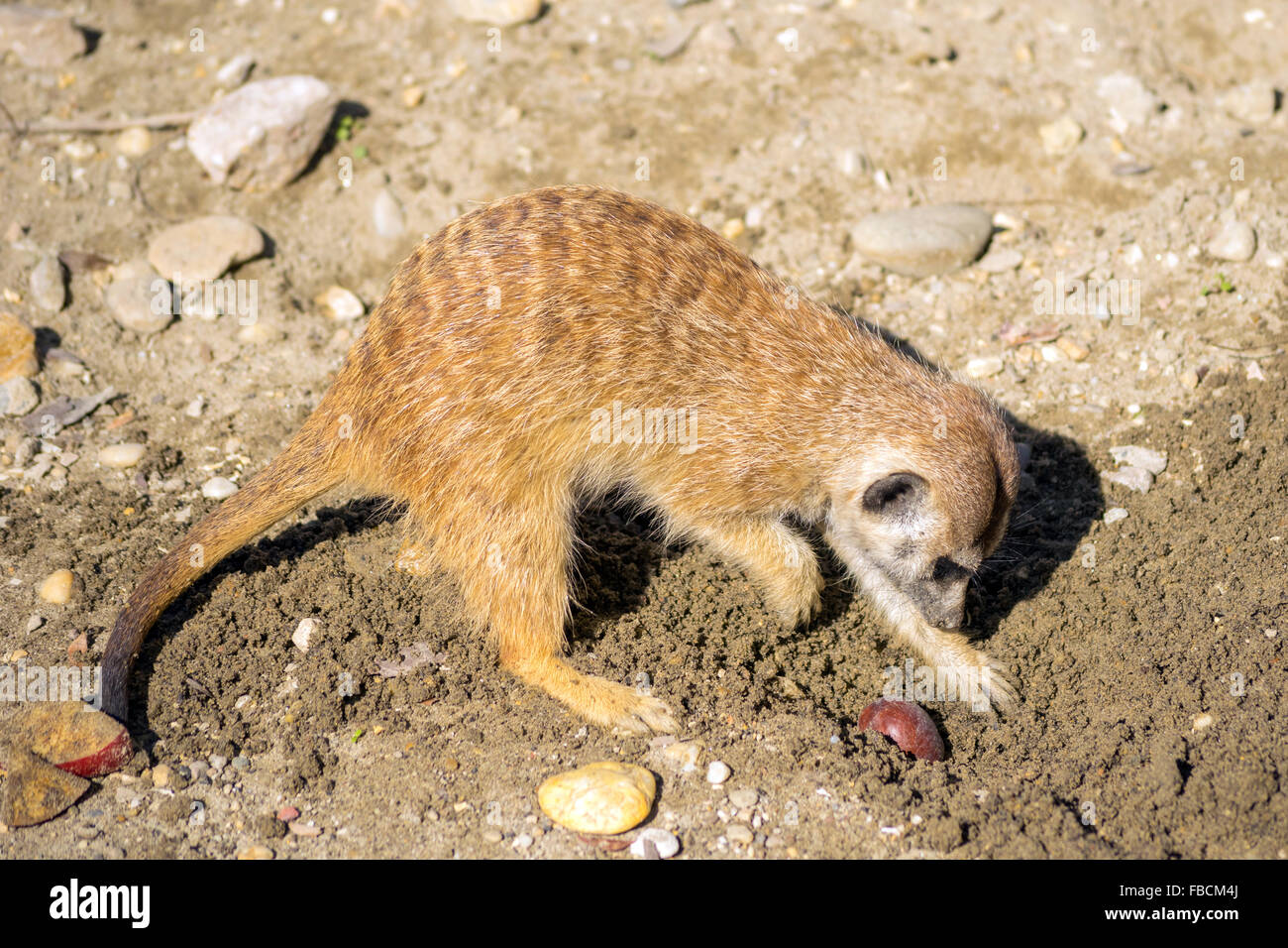 Meerkat (Suricata suricatta) essaie de dissimuler une tranche d'apple Banque D'Images
