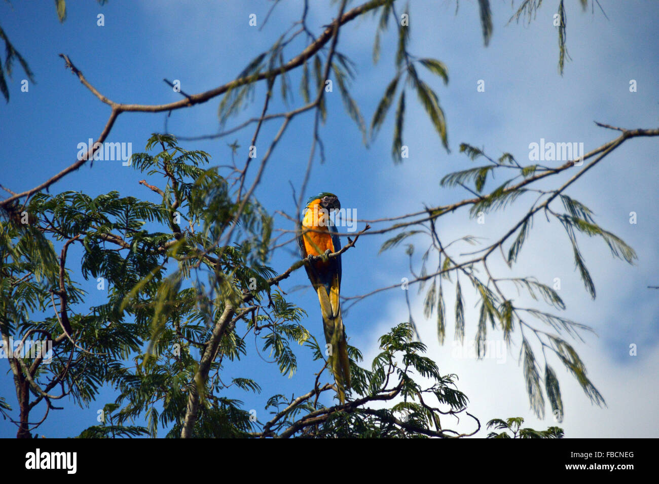 Arara pousada, canindé ara bleu et jaune, les oiseaux,aves da Chapada dos Veadeiros Banque D'Images