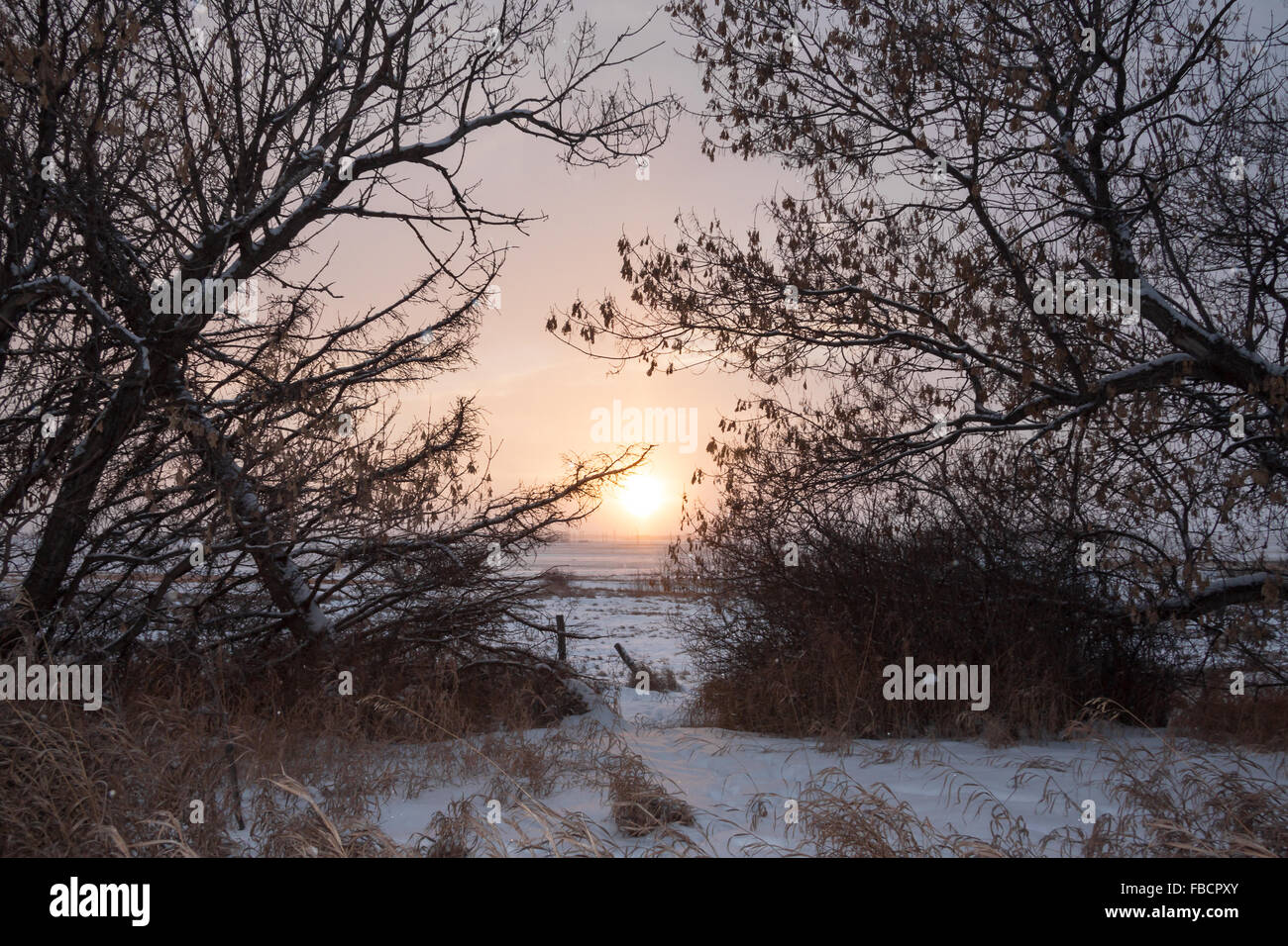 Scène d'hiver en Alberta Canada avec neige au sol Banque D'Images