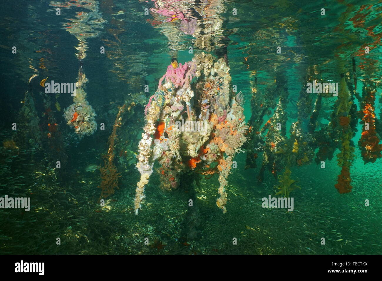 L'écosystème sous-marin, les racines des palétuviers rouges couvertes par la vie marine, mer des Caraïbes Banque D'Images