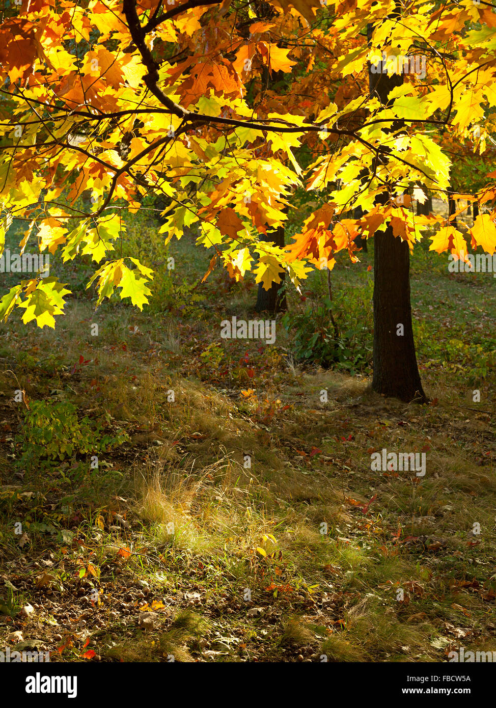 Forêt d'automne feuille d'érable jaune Banque D'Images