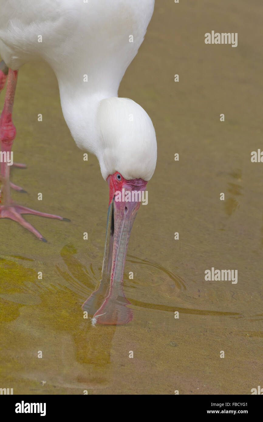 Spatule d'Afrique (Platula alba). L'alimentation avec des balançoires sur le côté gauche à droite, droite à gauche à l'aide de forme spatulée bill dans l'eau Banque D'Images