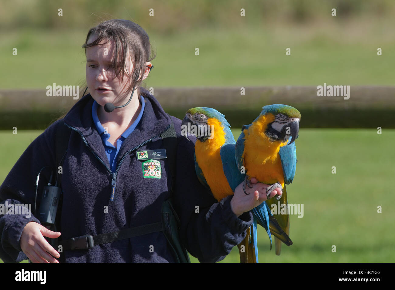 Aras bleu et jaune (Ara ararauna), perché sur le bras de l'entraîneur des animaux, le Zoo de Banham, Norfolk. Spectacle d'oiseaux de la scène. Banque D'Images