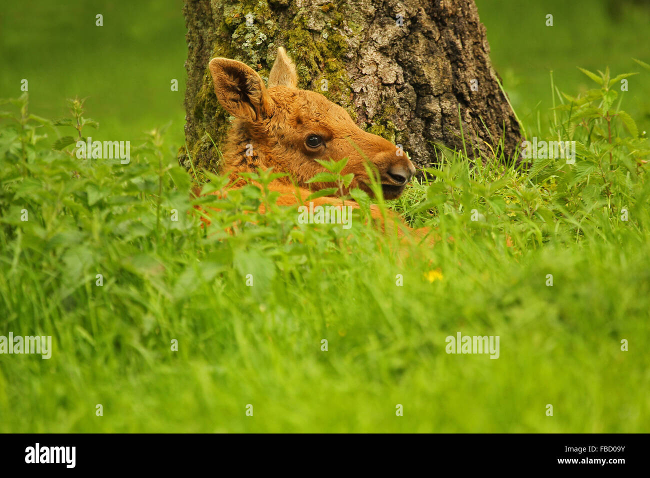 L'orignal (Alces alces), veau couché dans l'herbe, captive, Suède, Scandinavie Banque D'Images