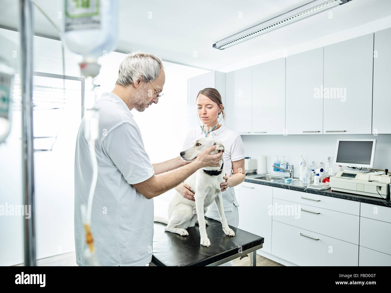 L'examen vétérinaire chien dans la pratique vétérinaire, Autriche Banque D'Images