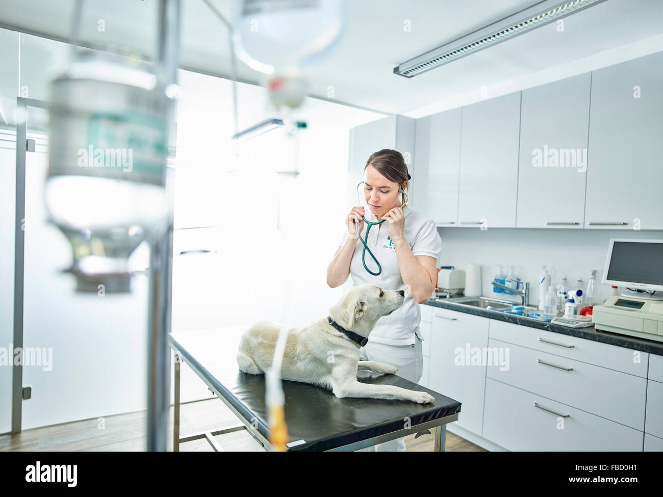 L'examen de l'EFP dans la pratique vétérinaire chien, Autriche Banque D'Images