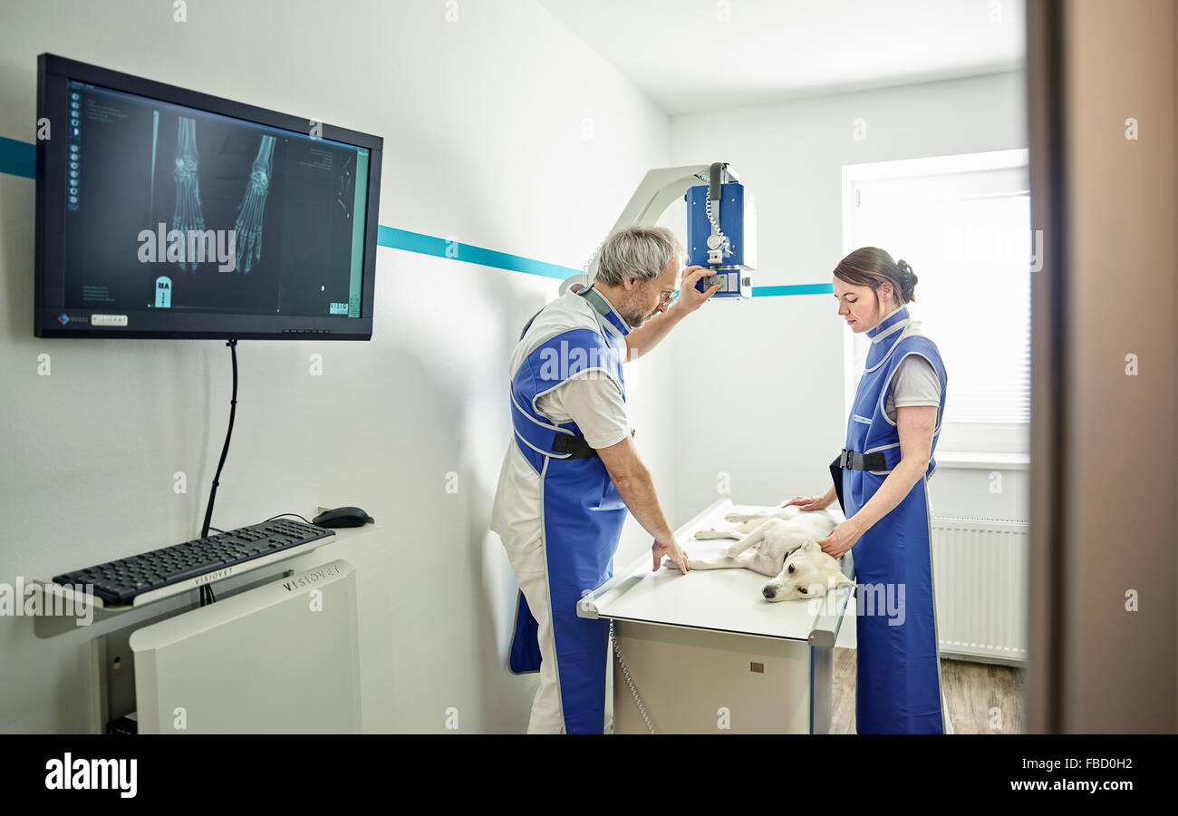 L'examen vétérinaire dans la pratique vétérinaire chien, X-ray, Autriche Banque D'Images