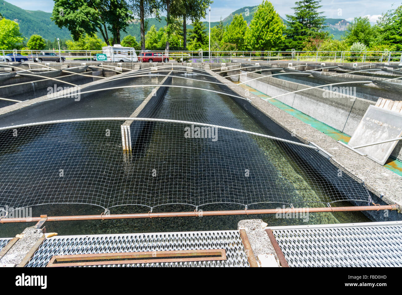 Les étangs de pisciculture Pisciculture à Bonneville. Cascade Locks, Oregon, USA Banque D'Images