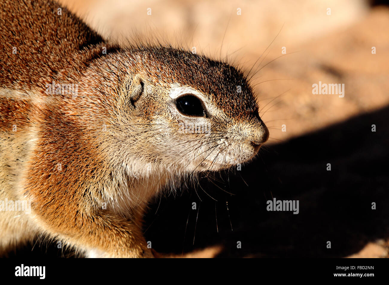 (Ha83 Inauris). Photo prise à Mata Mata dans le parc transfrontalier de Kgalagadi, Afrique du Sud Banque D'Images