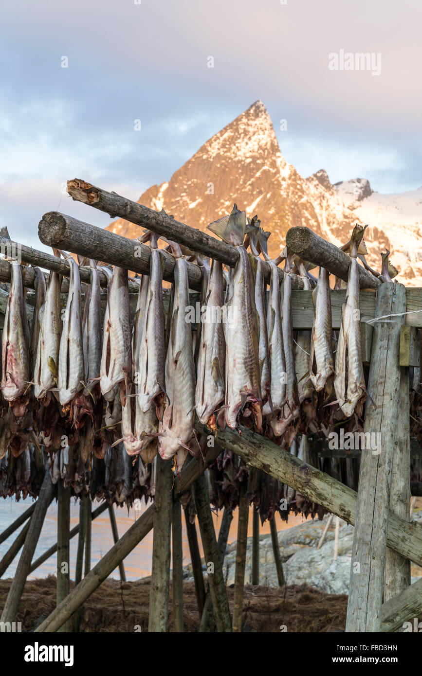 La pendaison de la morue sèche sur des supports en bois en face de la montagne, Olstinden Moskenes, Lofoten, Norvège Banque D'Images