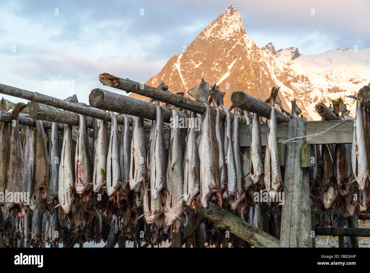 La pendaison de la morue sèche sur des supports en bois en face de la montagne, Olstinden Moskenes, Lofoten, Norvège Banque D'Images