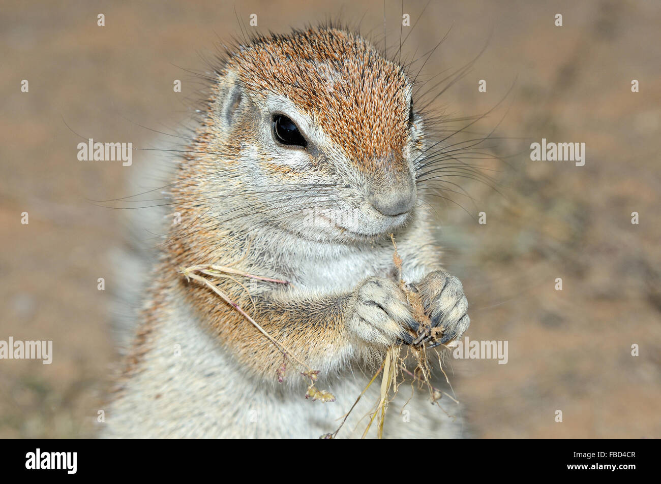 (Ha83 Inauris). Photo prise à Mata Mata dans le parc transfrontalier de Kgalagadi, Afrique du Sud Banque D'Images