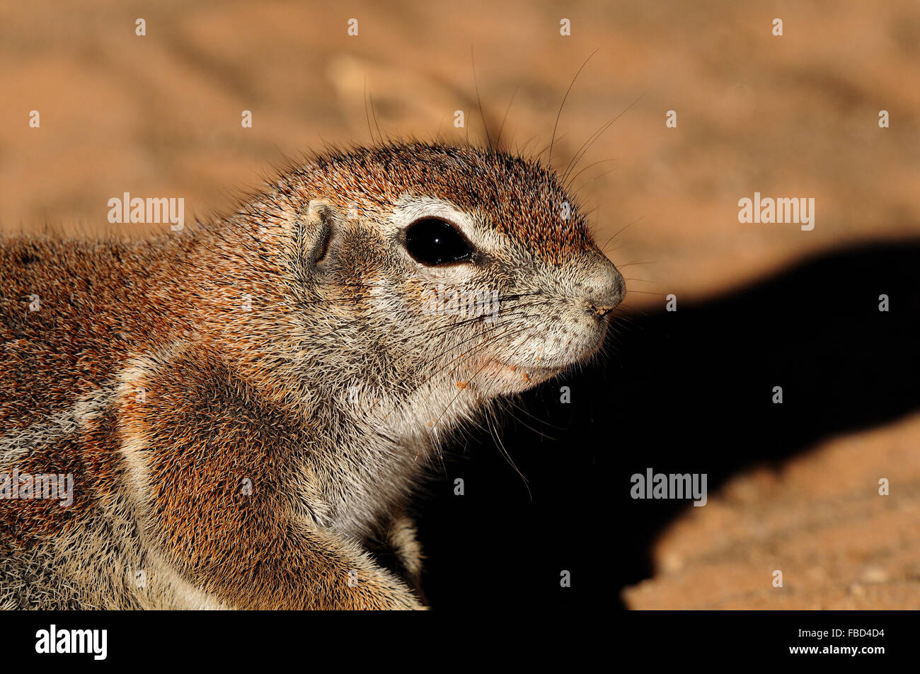 (Ha83 Inauris). Photo prise à Mata Mata dans le parc transfrontalier de Kgalagadi, Afrique du Sud Banque D'Images