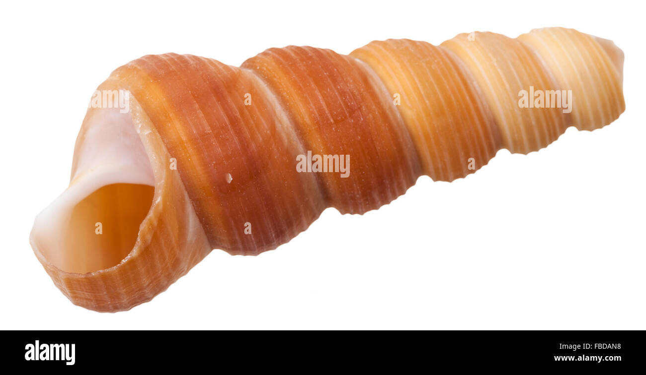 Spirale vide coquille de mollusque escargot conus mer isolé sur fond blanc Banque D'Images