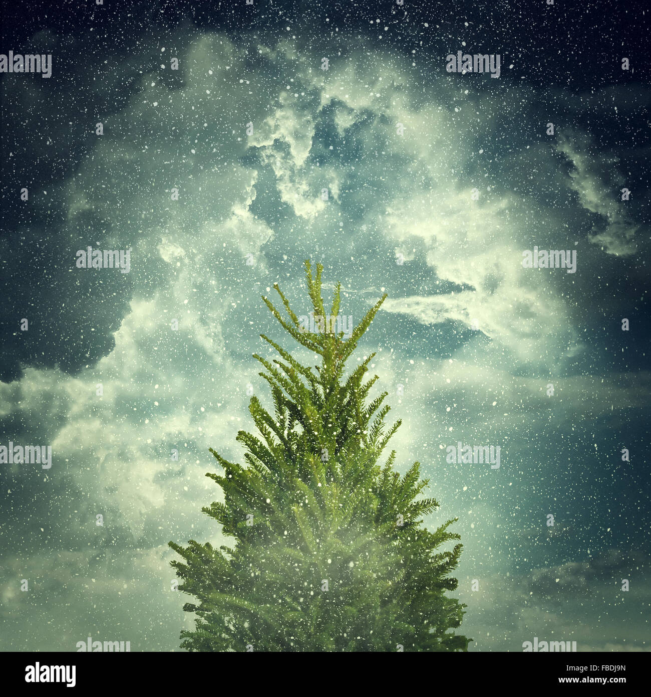 Avis d'une journée d'hiver avec ciel nuageux, flocons, vert sapin, et le brouillard. Fond de Noël avec la neige, grand sapin. Banque D'Images