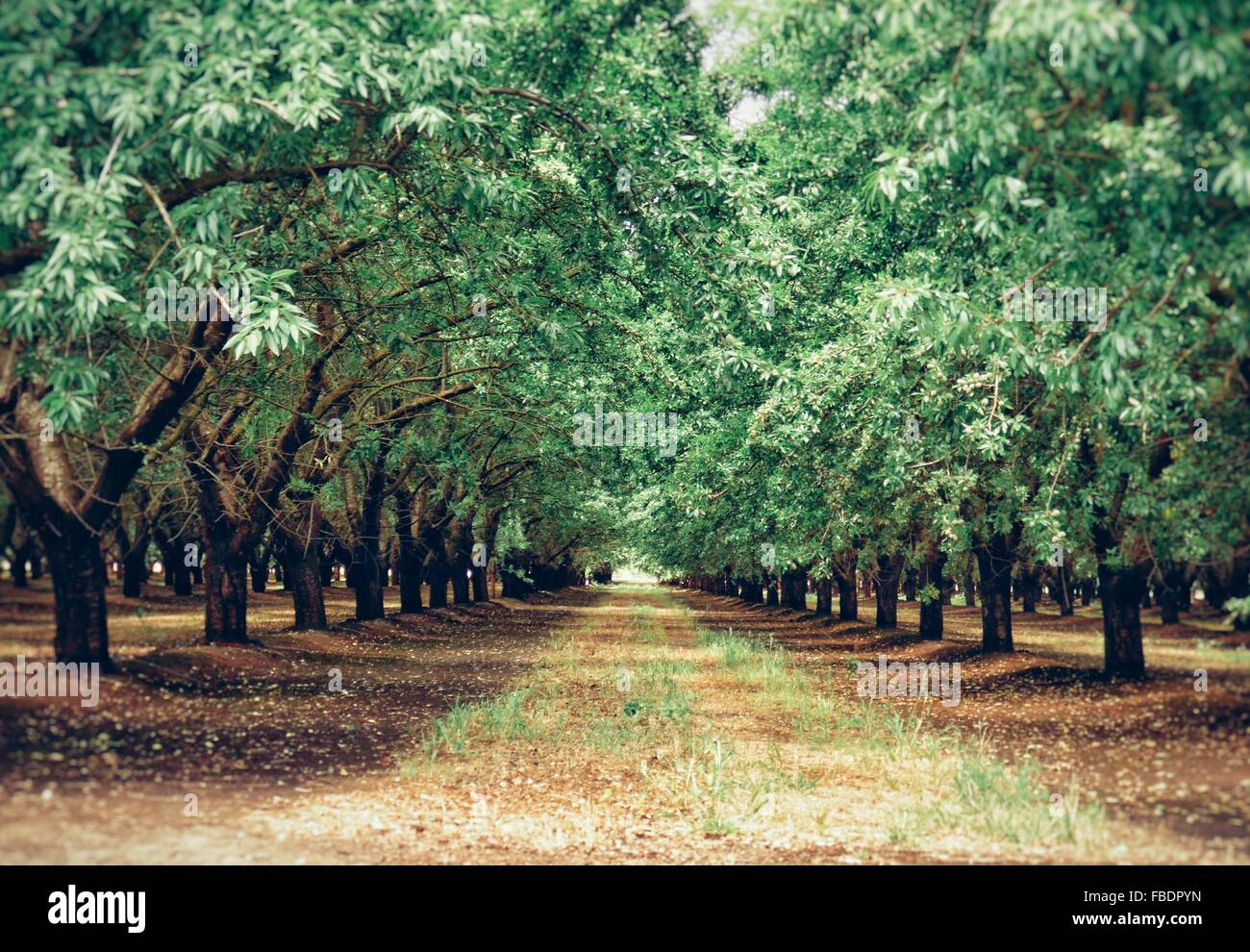Tree-Lined Alley Banque D'Images