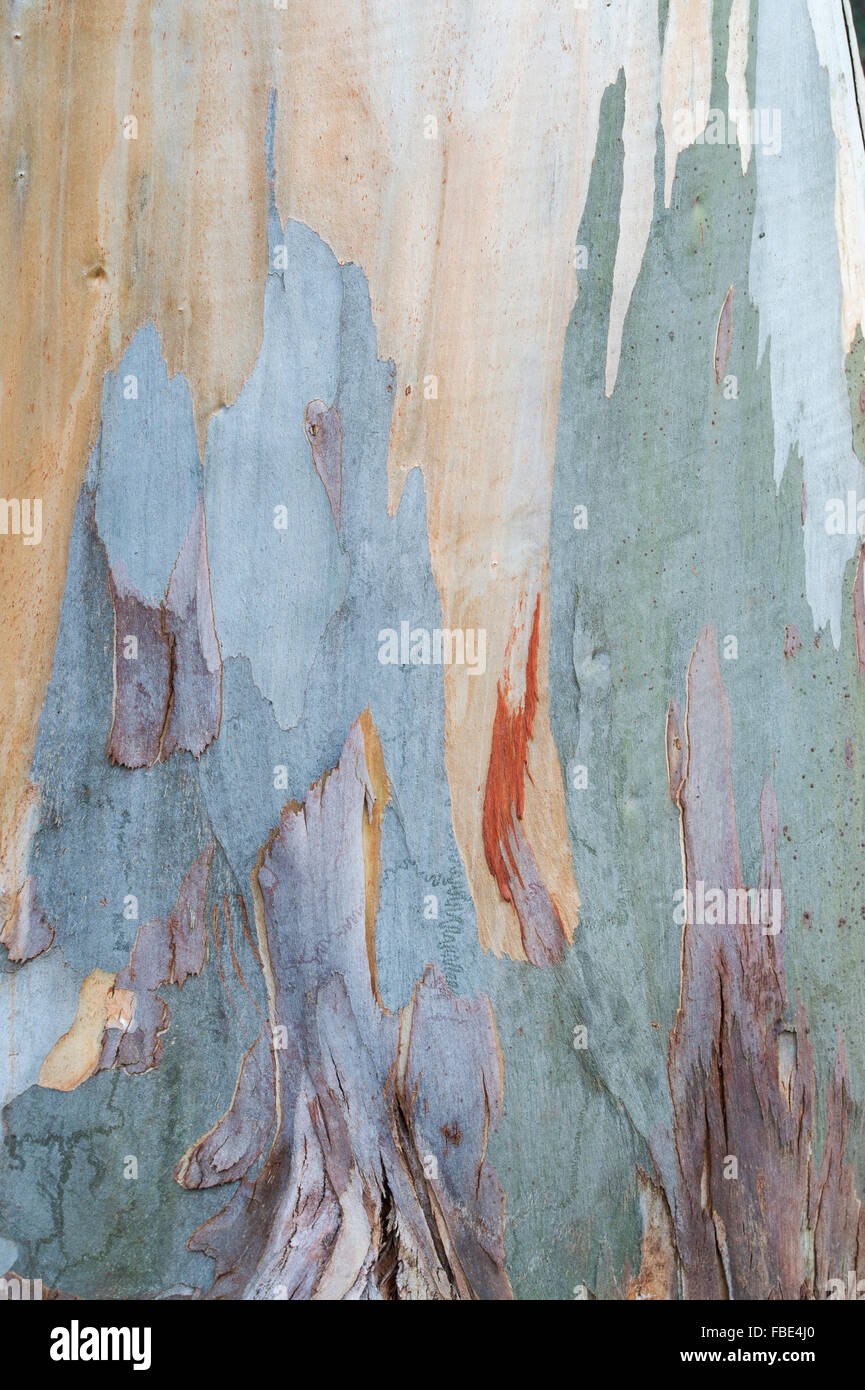 Eucalyptus glaucescens. Tingiringi gum tree bark Banque D'Images