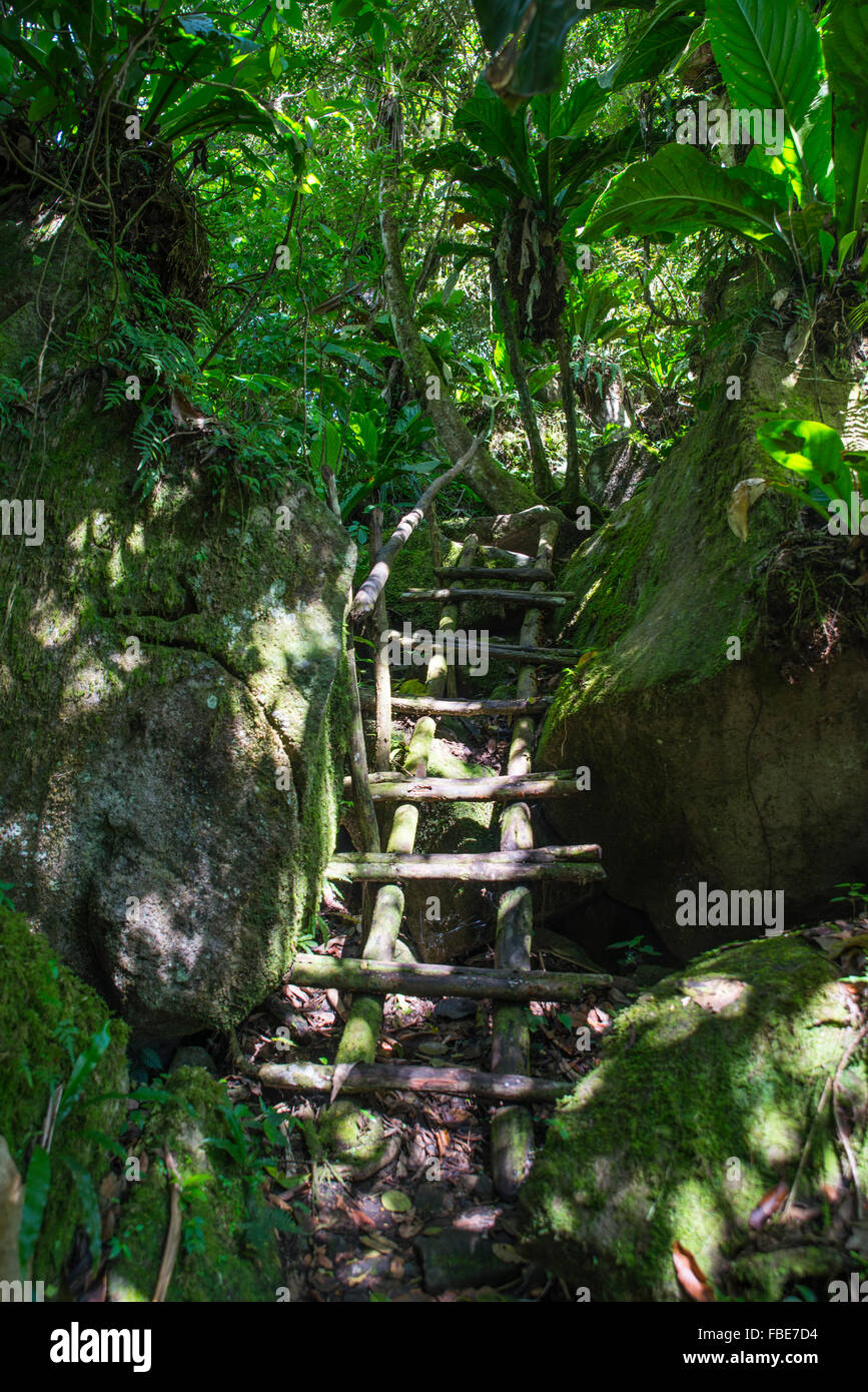 Sentier de randonnée Gros Piton haut, St Lucia Banque D'Images